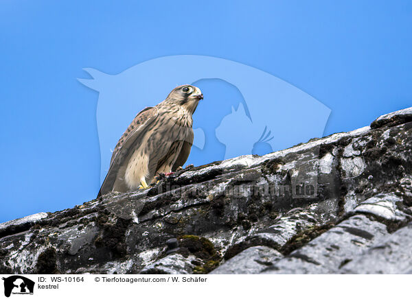 kestrel / WS-10164