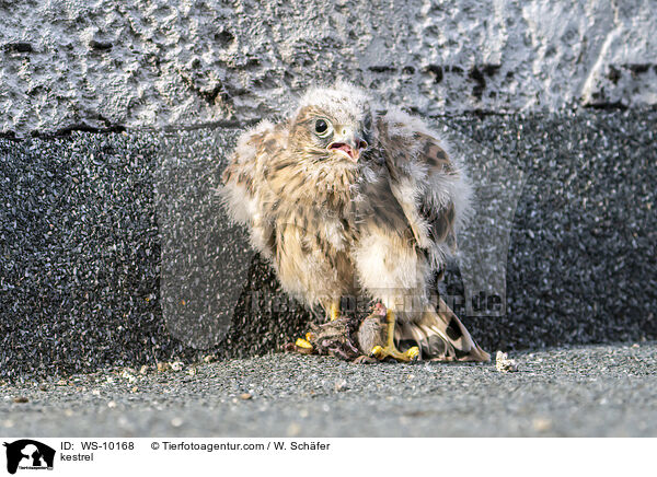 kestrel / WS-10168