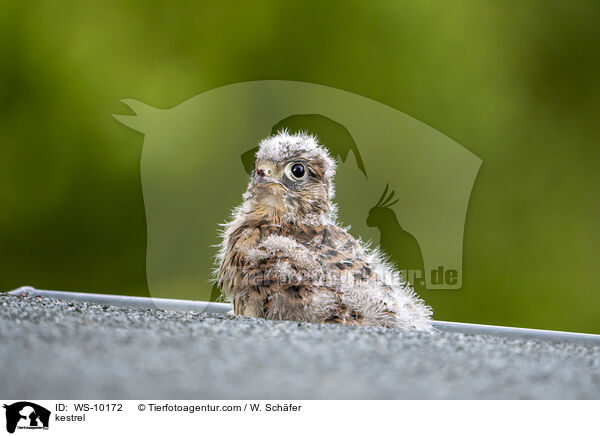 kestrel / WS-10172
