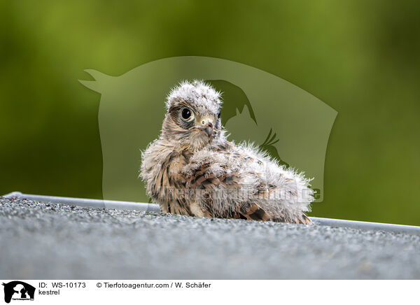 kestrel / WS-10173