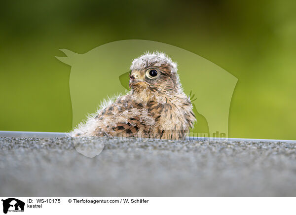 kestrel / WS-10175
