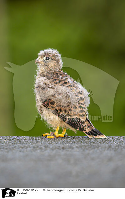 kestrel / WS-10179