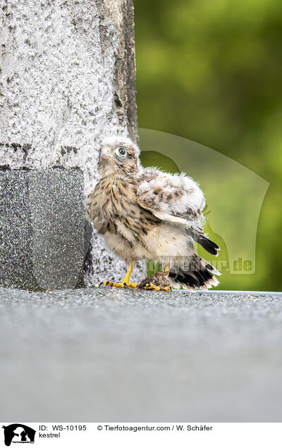 kestrel / WS-10195