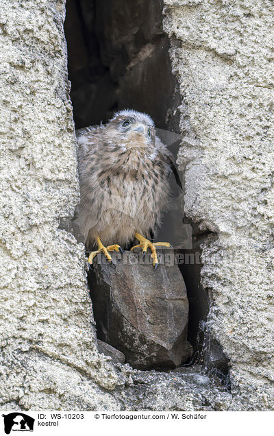 kestrel / WS-10203