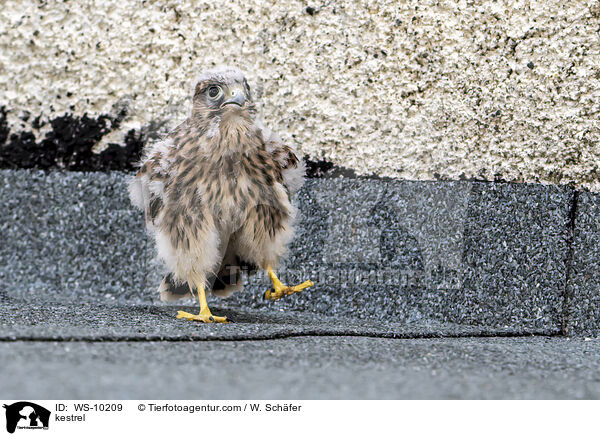 kestrel / WS-10209