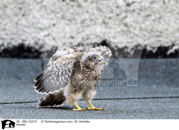 kestrel / WS-10215