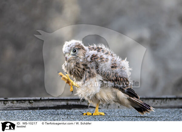 Turmfalke / kestrel / WS-10217