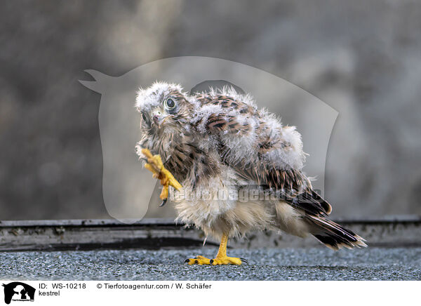 kestrel / WS-10218