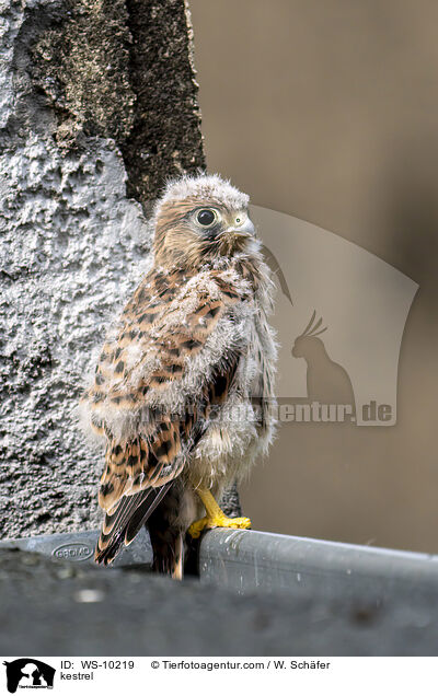kestrel / WS-10219