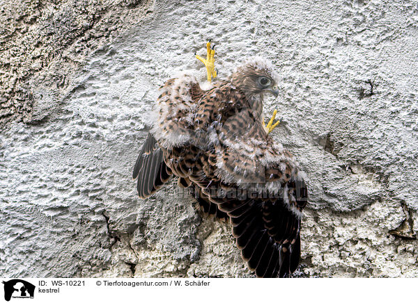 kestrel / WS-10221