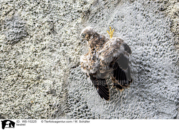 kestrel / WS-10225