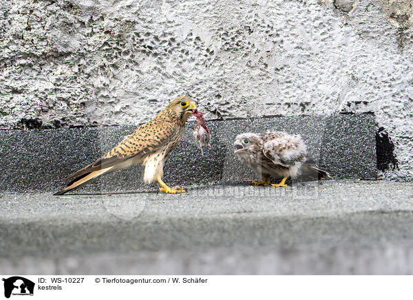 kestrels / WS-10227