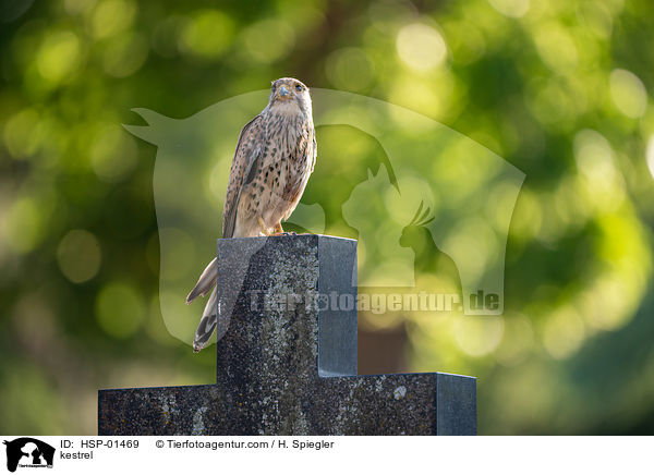 kestrel / HSP-01469