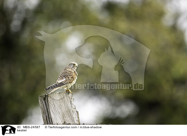 Turmfalke / kestrel / MBS-24587