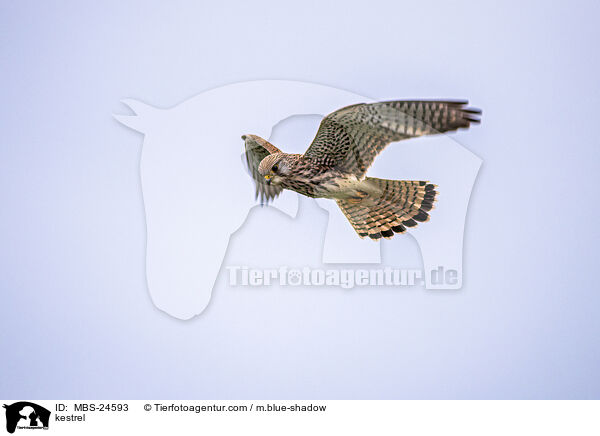 kestrel / MBS-24593
