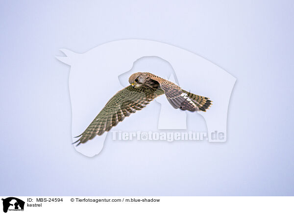 Turmfalke / kestrel / MBS-24594