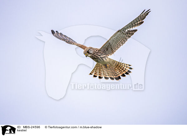 Turmfalke / kestrel / MBS-24596