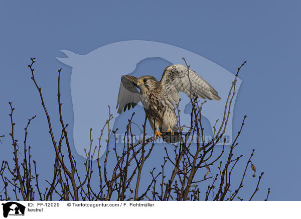 kestrel / FF-12029