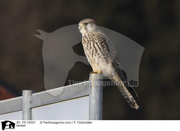 kestrel / FF-12031