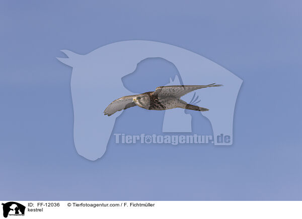 kestrel / FF-12036
