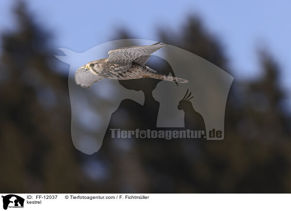 kestrel / FF-12037