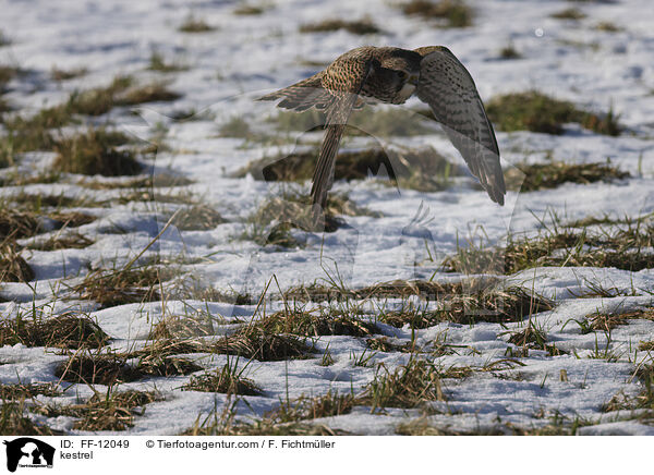 kestrel / FF-12049