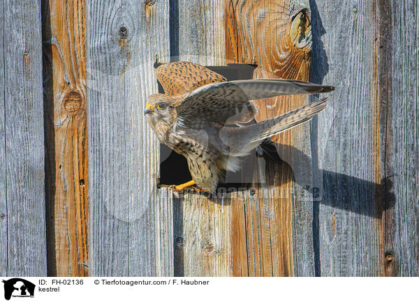 Turmfalke / kestrel / FH-02136