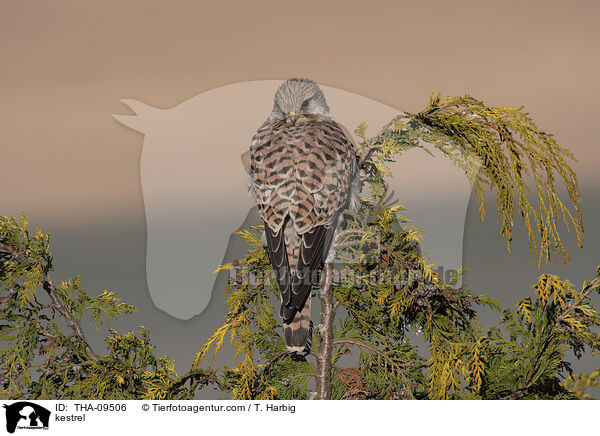 kestrel / THA-09506