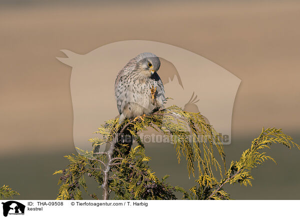 kestrel / THA-09508