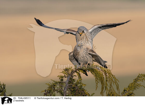 2 kestrels / THA-09511