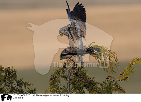 2 kestrels / THA-09517