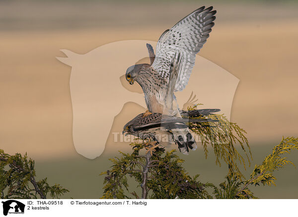 2 Turmfalken / 2 kestrels / THA-09518