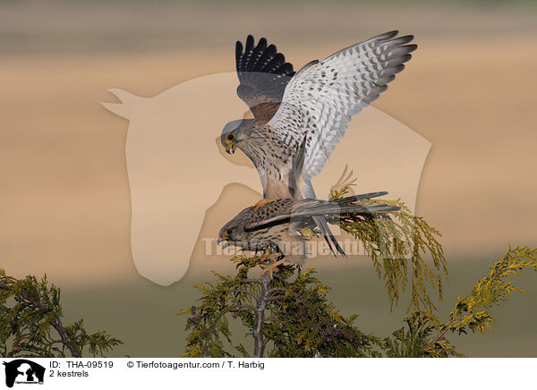 2 Turmfalken / 2 kestrels / THA-09519