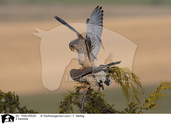 2 Turmfalken / 2 kestrels / THA-09520