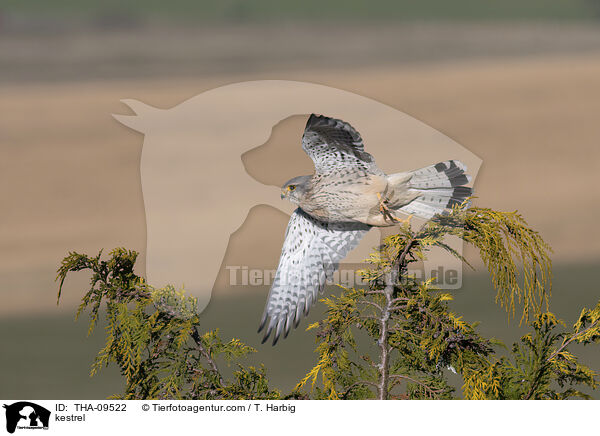kestrel / THA-09522