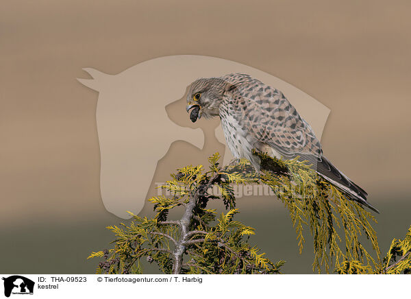 Turmfalke / kestrel / THA-09523