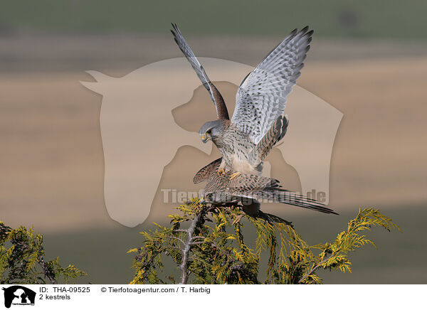 2 kestrels / THA-09525