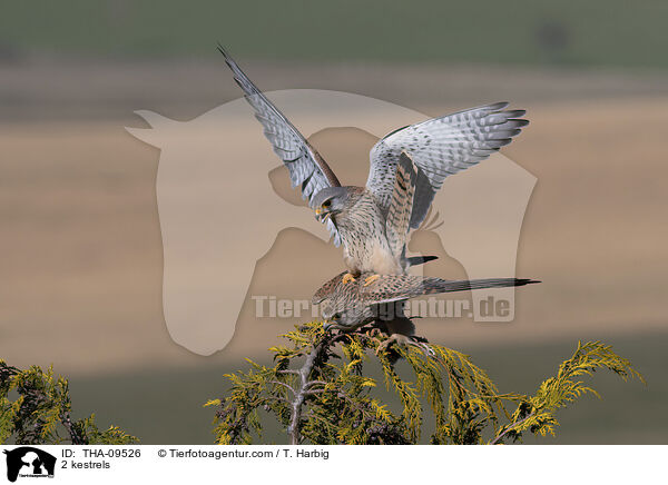 2 kestrels / THA-09526
