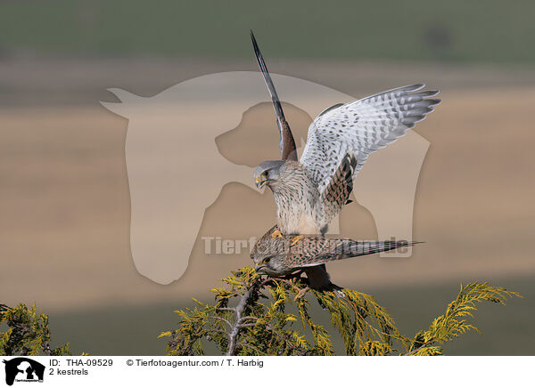 2 kestrels / THA-09529