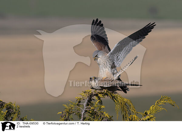 2 kestrels / THA-09530
