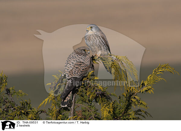 2 kestrels / THA-09531