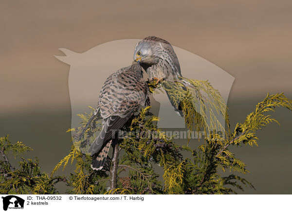 2 kestrels / THA-09532