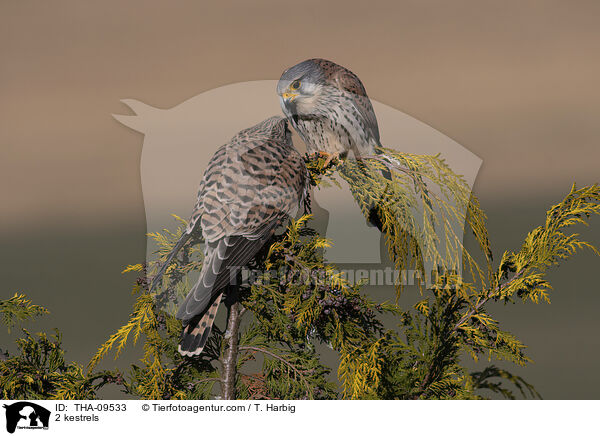 2 kestrels / THA-09533