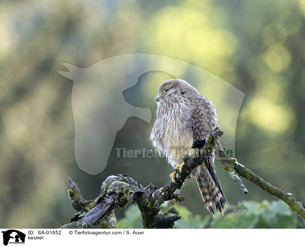 kestrel / SA-01652