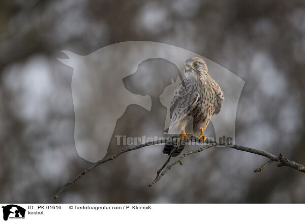 kestrel / PK-01616