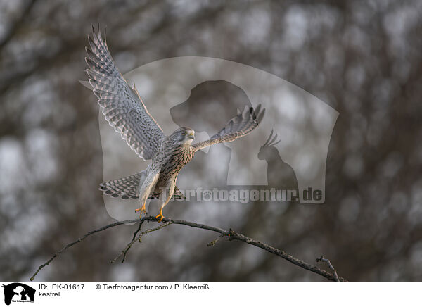 kestrel / PK-01617