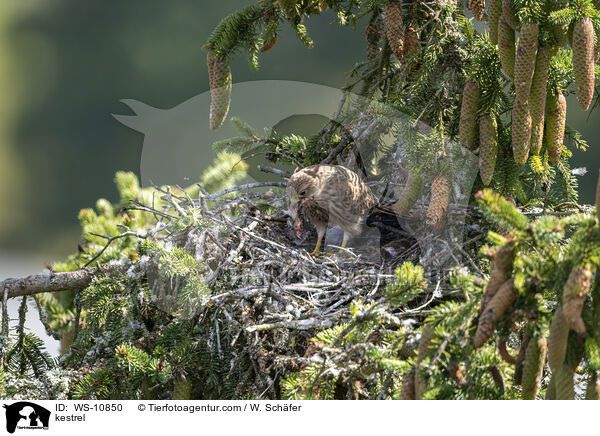 Turmfalke / kestrel / WS-10850