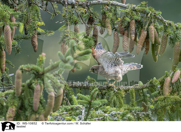 kestrel / WS-10852