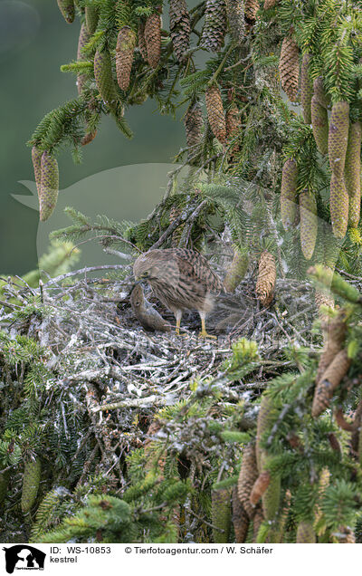 kestrel / WS-10853