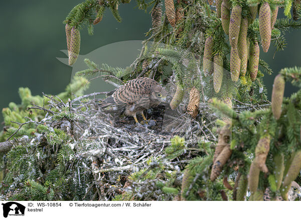 kestrel / WS-10854